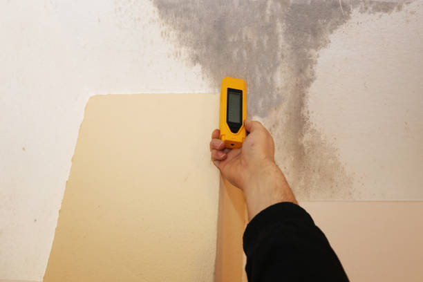 Best Black Mold Removal  in Negaunee, MI