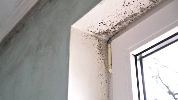 Best HVAC Mold Inspection and Cleaning  in Negaunee, MI