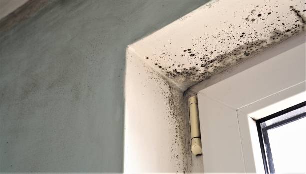 Best Real Estate Mold Inspection  in Negaunee, MI