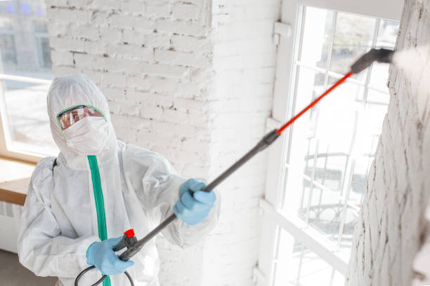 Trusted Negaunee, MI Mold Removal Experts