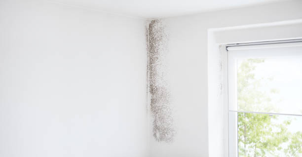 Best Asbestos and Lead Testing During Mold Inspection  in Negaunee, MI