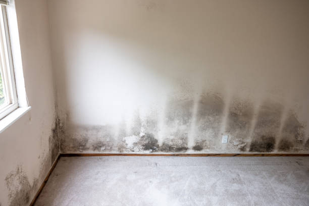 Best Mold Remediation for Healthcare Facilities  in Negaunee, MI