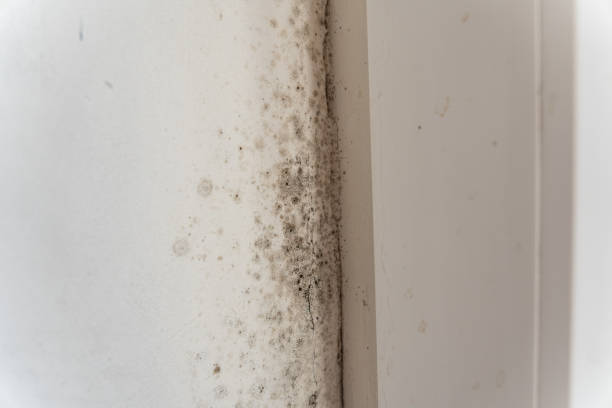 Best Dehumidification Services  in Negaunee, MI